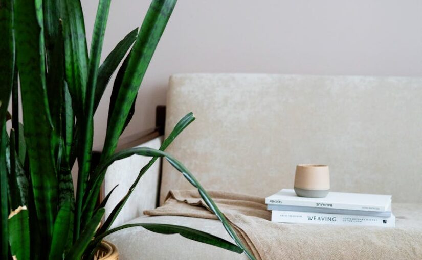 green snake plant beside a couch